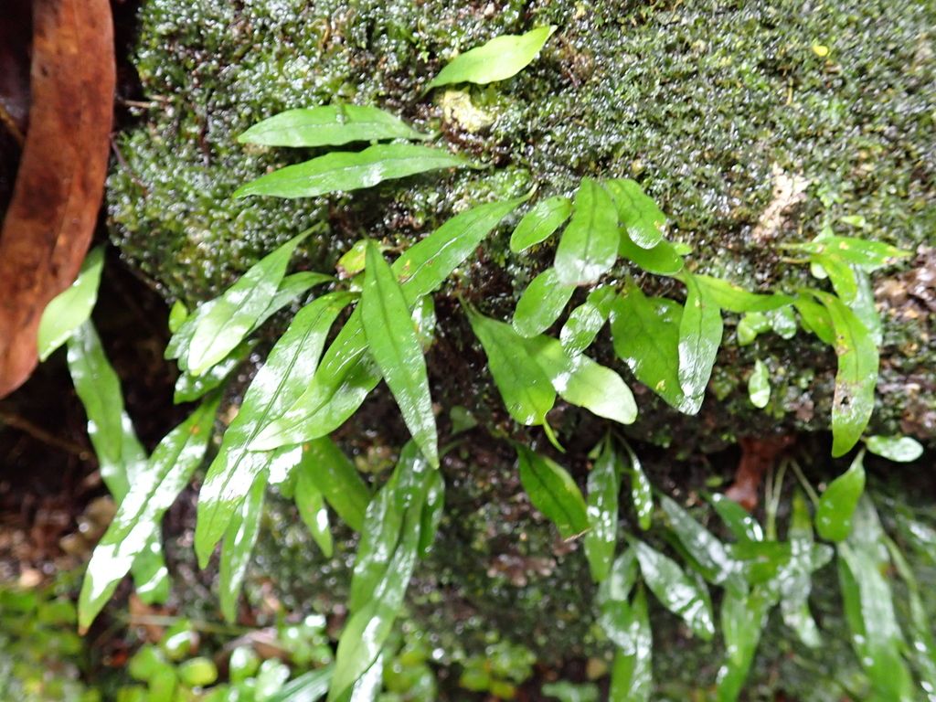 plants from Montville QLD 4560, Australia on February 24, 2023 at 01:34 ...