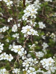 Spiraea thunbergii