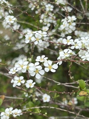 Spiraea thunbergii