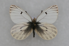 Baltia butleri