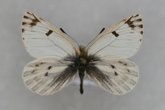 Baltia butleri