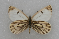 Baltia butleri