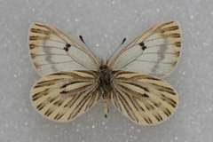 Baltia butleri