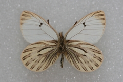 Baltia butleri