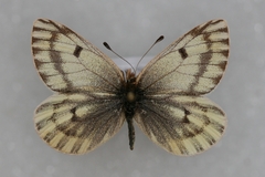 Baltia butleri