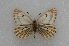 Baltia butleri