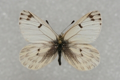 Baltia butleri