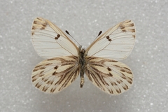 Baltia butleri