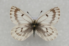 Baltia butleri