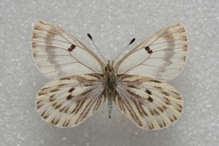 Baltia butleri