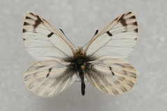 Baltia butleri