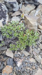 Celmisia angustifolia