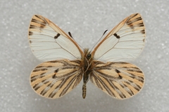 Baltia butleri