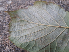 Phyllactinia guttata