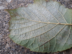 Phyllactinia guttata