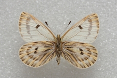 Baltia butleri