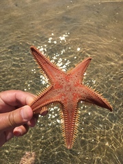 Astropecten aranciacus