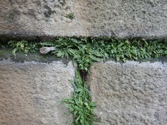 Asplenium trichomanes