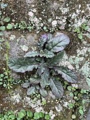 Ajuga decumbens