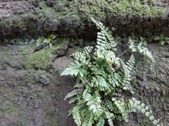 Asplenium adiantum-nigrum