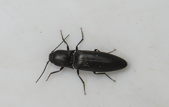 Ectinus aterrimus