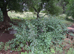 Cryptostegia grandiflora