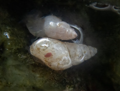 Odostomia columbiana
