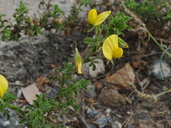 Ononis ramosissima