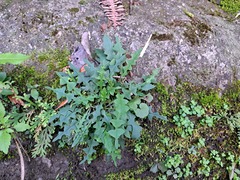 Ixeridium laevigatum