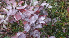 Erysiphe berberidis