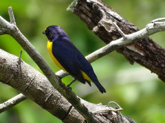Euphonia hirundinacea