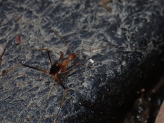 Leptomyrmex