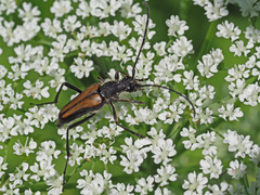 Anastrangalia dubia