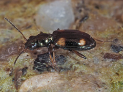 Bembidion quadrimaculatum