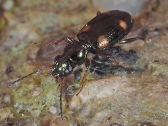 Bembidion quadrimaculatum