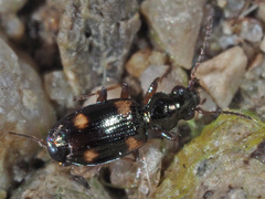 Bembidion quadrimaculatum