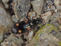 Bembidion quadrimaculatum