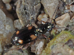 Bembidion quadrimaculatum