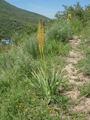 Eremurus fuscus