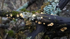 Hymenoscyphus salicellus