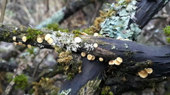 Hymenoscyphus salicellus