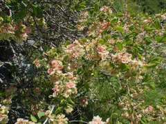 Atraphaxis pyrifolia