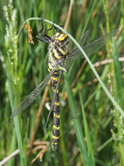 Cordulegaster bidentata