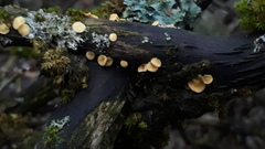 Hymenoscyphus salicellus