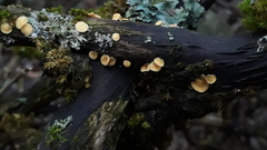 Hymenoscyphus salicellus