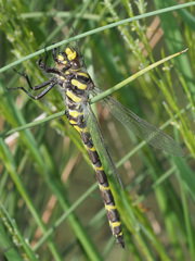 Cordulegaster bidentata