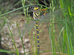 Cordulegaster bidentata