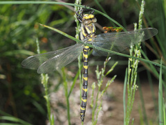 Cordulegaster bidentata