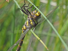 Cordulegaster bidentata