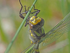 Cordulegaster bidentata